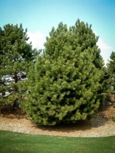 Сосна Чёрная (Pinus Nigra) купить по цене от 270.00р. в интернет-магазине «Посадика» с доставкой почтой в в Щигрые и по всей России – [изображение №1].