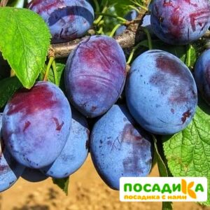 Слива Чачакская ранняя купить по цене от 229.00р. в интернет-магазине «Посадика» с доставкой почтой в в Щигрые и по всей России – [изображение №1].