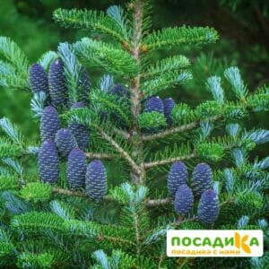 Пихта корейская (Abies koreana) купить по цене от 450.00р. в интернет-магазине «Посадика» с доставкой почтой в в Щигрые и по всей России – [изображение №1].