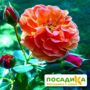 Роза Арабия купить по цене от 350.00р. в интернет-магазине «Посадика» с доставкой почтой в в Щигрые и по всей России – [изображение №1].