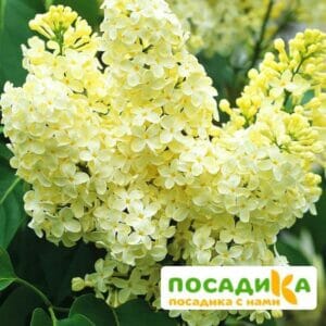 Сирень Примроуз (Primrose) купить по цене от 529.00р. в интернет-магазине «Посадика» с доставкой почтой в в Щигрые и по всей России – [изображение №1].