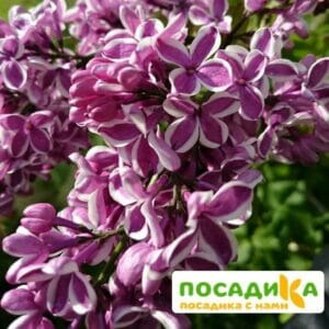 Сирень Сенсация купить по цене от 529.00р. в интернет-магазине «Посадика» с доставкой почтой в в Щигрые и по всей России – [изображение №1].