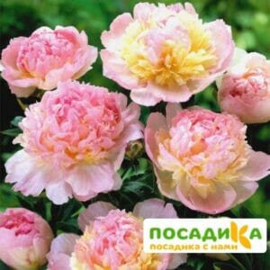 Пион Распберри Сандей (Paeonia Raspberry Sundae) купить по цене от 959р. в интернет-магазине «Посадика» с доставкой почтой в в Щигрые и по всей России – [изображение №1].