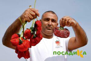 Клубника Гигант Джорнея купить по цене от 266р. в интернет-магазине «Посадика» с доставкой почтой в в Щигрые и по всей России – [изображение №1].