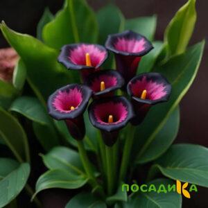 Калла Аура Лейс купить по цене от 400р. в интернет-магазине «Посадика» с доставкой почтой в в Щигрые и по всей России – [изображение №1].