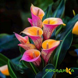 Калла Оникс купить по цене от 450р. в интернет-магазине «Посадика» с доставкой почтой в в Щигрые и по всей России – [изображение №1].