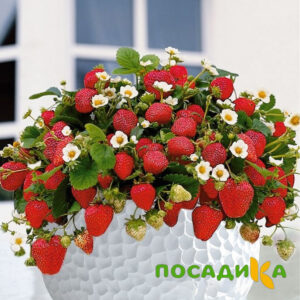 Клубника Рубиновый Шепот (горшечная) купить по цене от 240р. в интернет-магазине «Посадика» с доставкой почтой в в Щигрые и по всей России – [изображение №1].