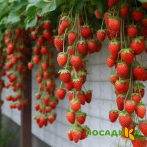Клубника вьющаяся Комплимент купить по цене от 470р. в интернет-магазине «Посадика» с доставкой почтой в в Щигрые и по всей России – [изображение №1].
