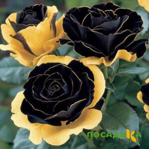 Роза Ханни Сикл купить по цене от 700р. в интернет-магазине «Посадика» с доставкой почтой в в Щигрые и по всей России – [изображение №1].