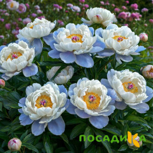 Пион акварельный Этюд купить по цене от 806р. в интернет-магазине «Посадика» с доставкой почтой в в Щигрые и по всей России – [изображение №1].
