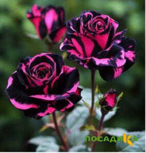 Роза Багровый Шепот купить по цене от 366р. в интернет-магазине «Посадика» с доставкой почтой в в Щигрые и по всей России – [изображение №1].