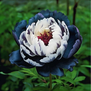 Пион Древовидный Инь-Янь купить по цене от 419р. в интернет-магазине «Посадика» с доставкой почтой в в Щигрые и по всей России – [изображение №1].