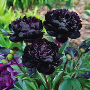 Пион Королевский Бархат купить по цене от 419р. в интернет-магазине «Посадика» с доставкой почтой в в Щигрые и по всей России – [изображение №1].