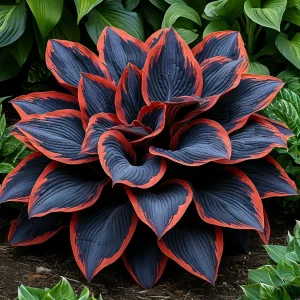 Хоста Солнечный Агат купить по цене от 440р. в интернет-магазине «Посадика» с доставкой почтой в в Щигрые и по всей России – [изображение №1].