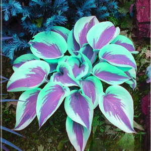 Хоста Висперин Бьюти купить по цене от 379р. в интернет-магазине «Посадика» с доставкой почтой в в Щигрые и по всей России – [изображение №1].