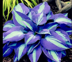 Хоста Аурелия купить по цене от 450р. в интернет-магазине «Посадика» с доставкой почтой в в Щигрые и по всей России – [изображение №1].